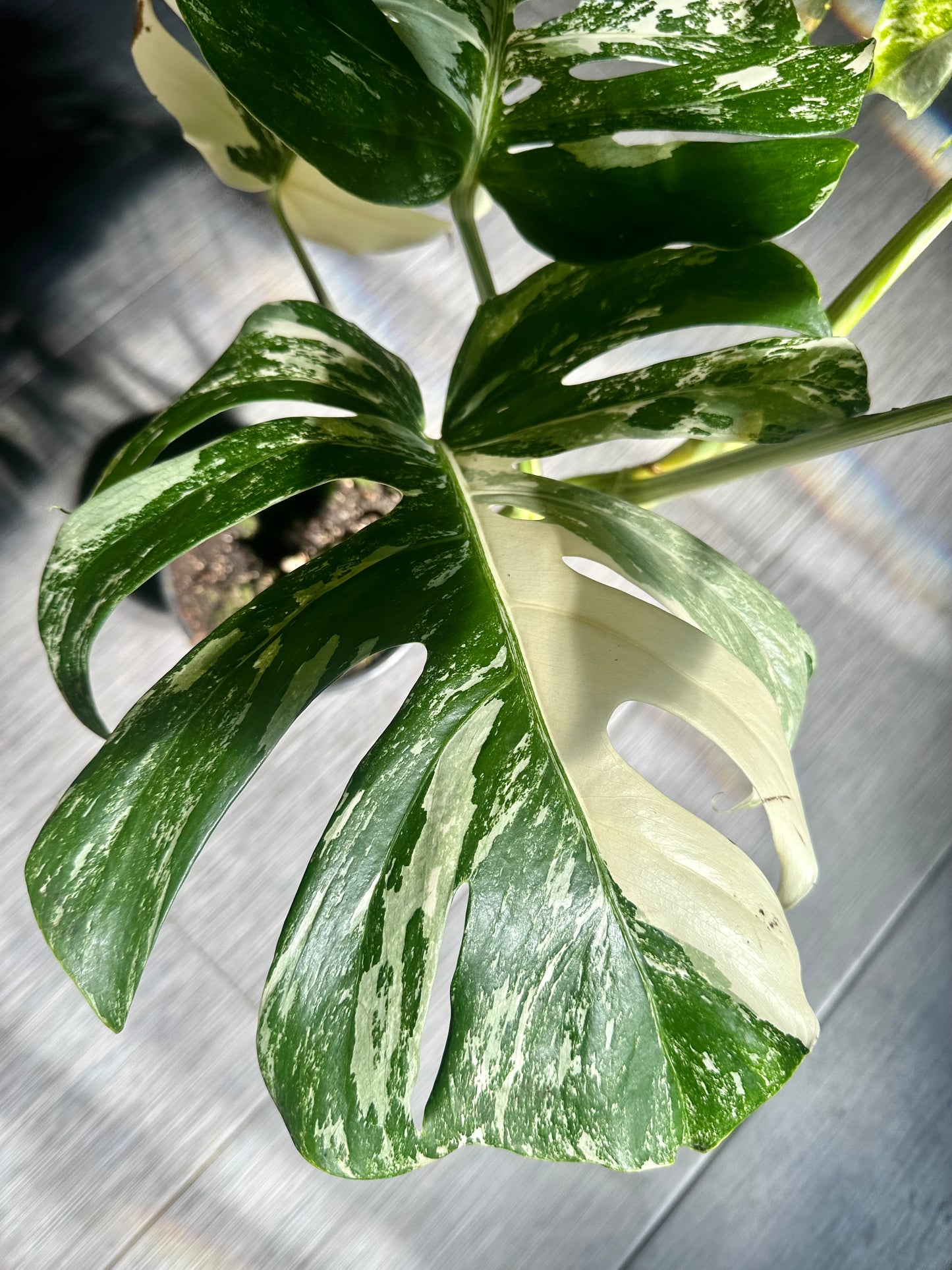 Monstera Albo