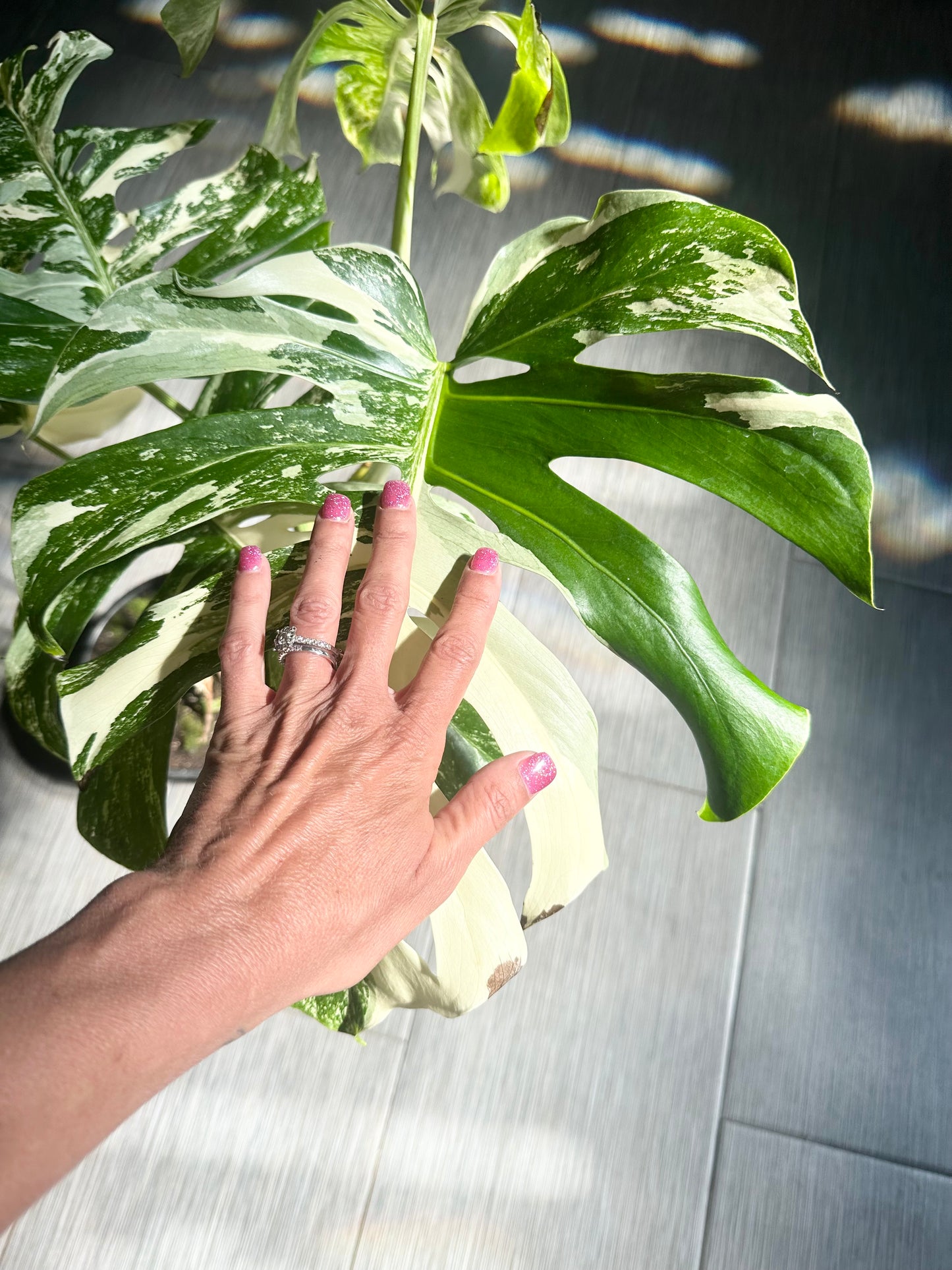Monstera Albo