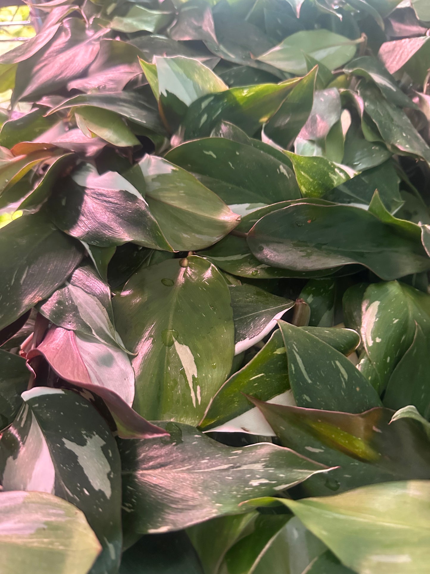 Philodendron White Knight Starter Plant – Rare Variegated Aroid, Live Houseplant, Indoor Tropical Plant, Rooted (No Pot)