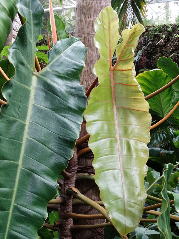 is philodendron billietiae rare Philodendron Billietiae Croat – Rare Aroid Starter Plant, Tropical Indoor Houseplant, Live Plant (No Pot)