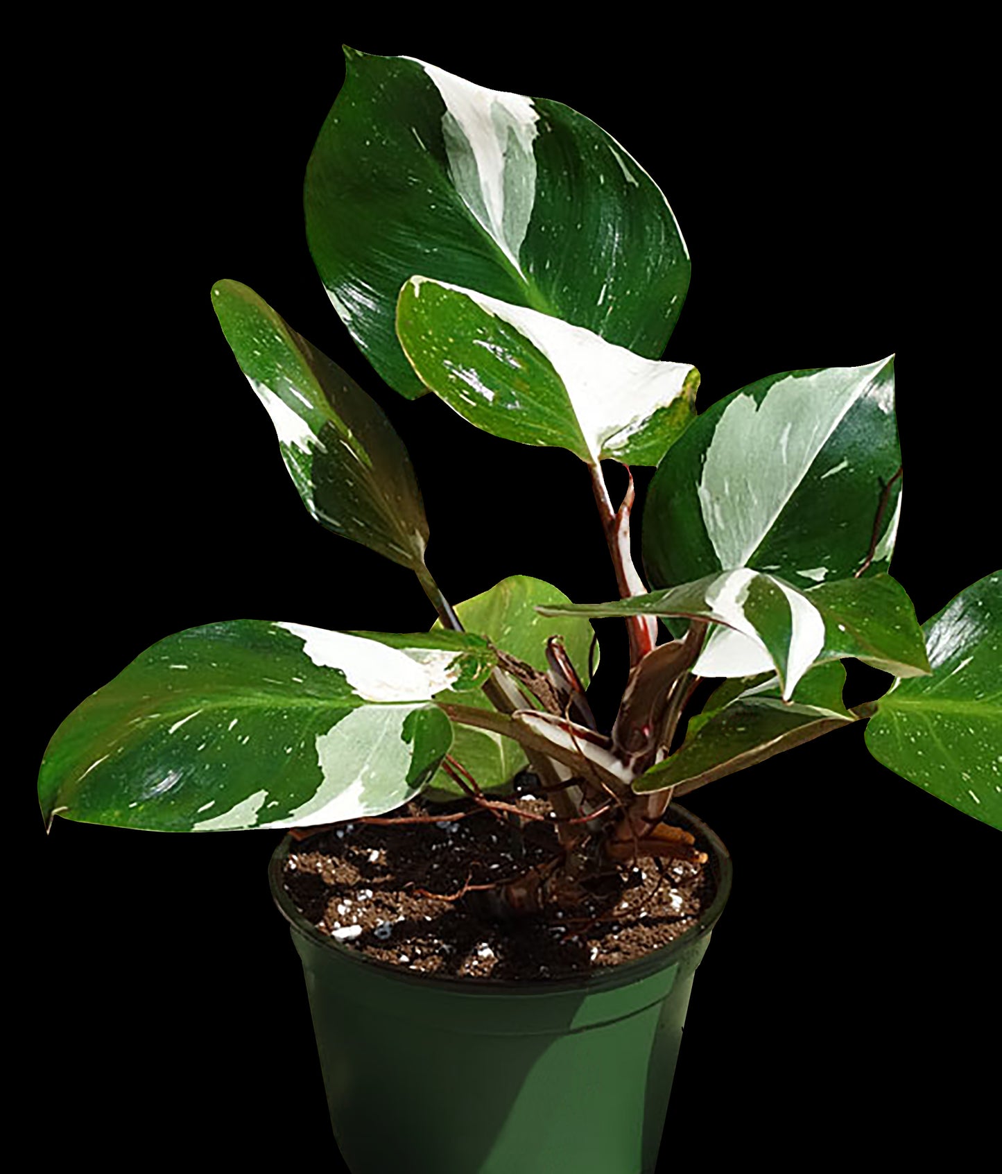Philodendron White Knight Starter Plant – Rare Variegated Aroid, Live Houseplant, Indoor Tropical Plant, Rooted (No Pot)