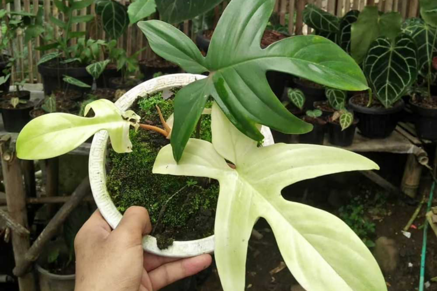 Philodendron Florida Ghost โ Rare Variegated Aroid Starter Plant, Live Indoor Tropical Plant (No Pot)