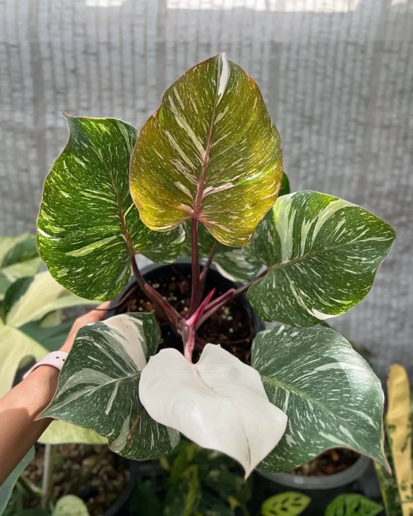 Philodendron White Knight Starter Plant – Rare Variegated Aroid, Live Houseplant, Indoor Tropical Plant, Rooted (No Pot)