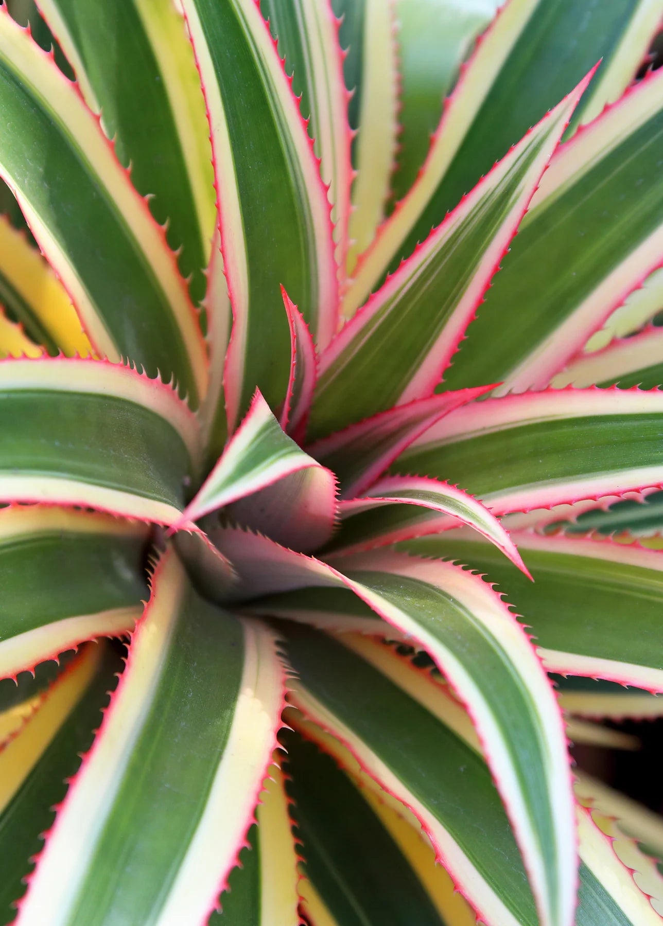 Variegated Juicy Pineapple Starter Plant – Rare Tropical Fruit Plant for Pots or Gardens