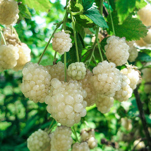2- Pack Snowbank White Blackberry Starter Plant – Thornless, Rare Berry Vine for Gardens & Containers