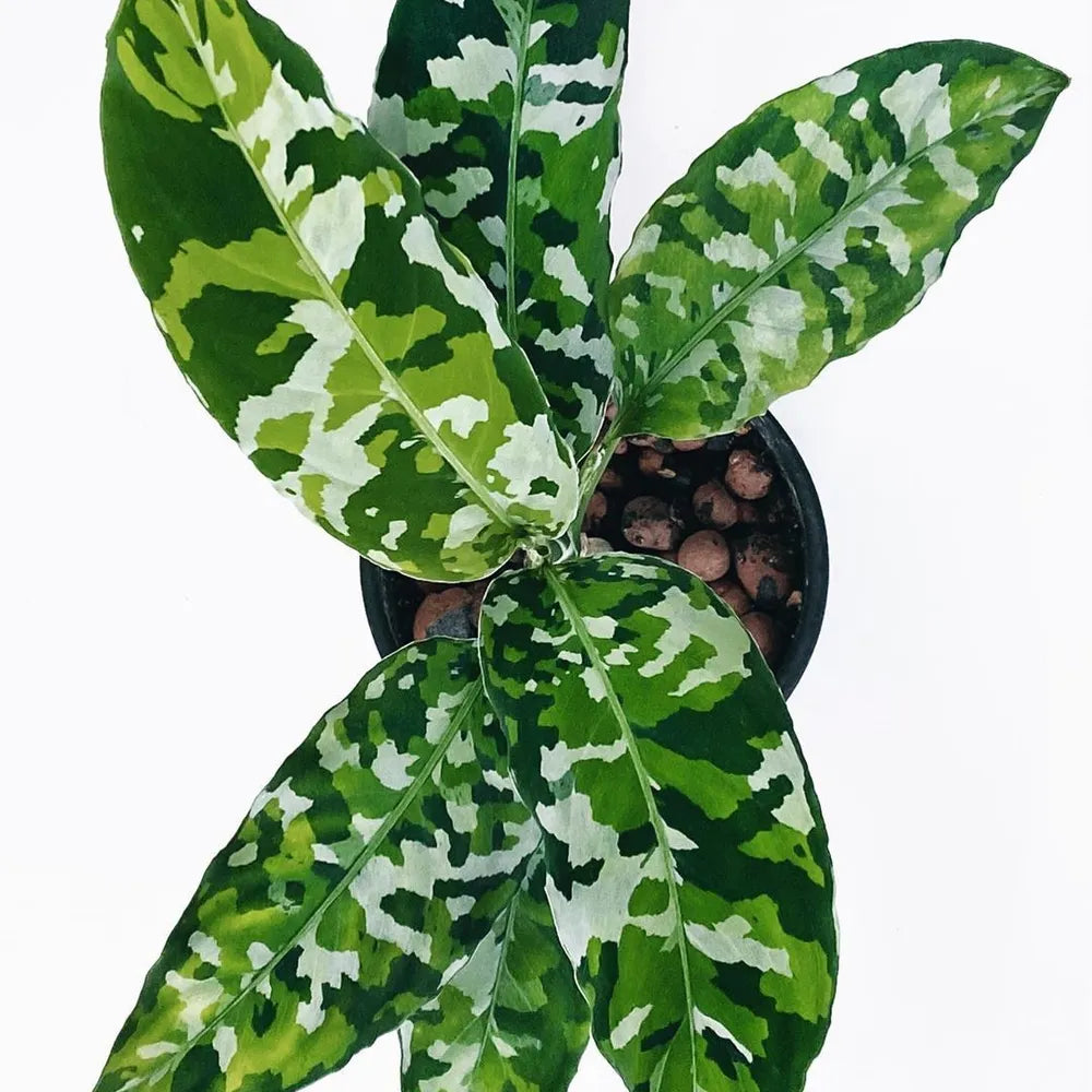 Aglaonema Pictum Tricolor - RARE - Variegated Houseplant - Collector - Camouflage - STARTER PLANT