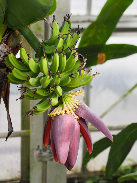 2-Pack Combo Banana Trees 'Dwarf Cavendish' and 'Grand Nain' (Musa acuminata) Starter Plant - Fast Growing - Cold-Hardy- Tropical - Edible - High Yielding - Perfect for Containers and Gardens