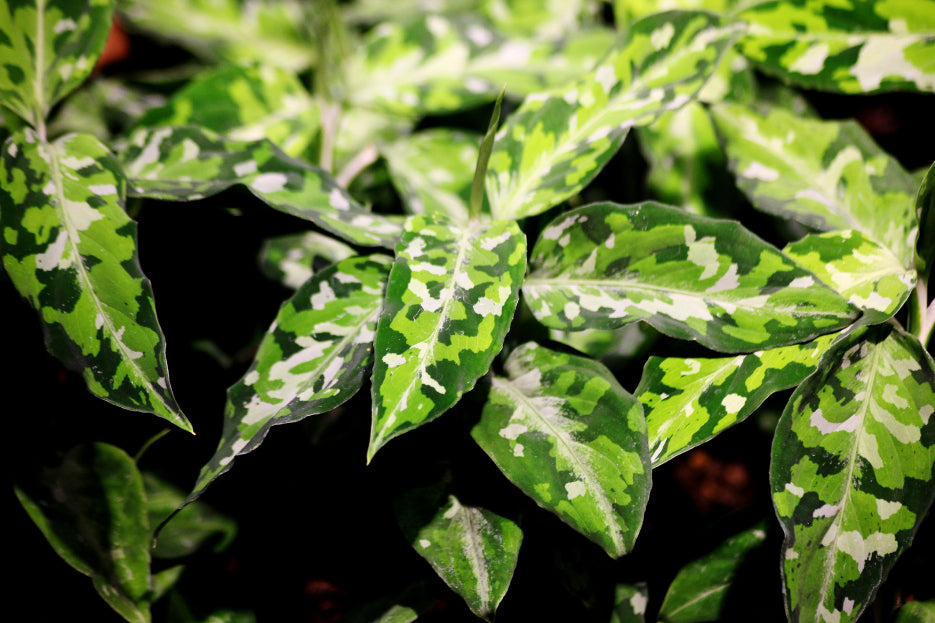 Aglaonema Pictum Tricolor - RARE - Variegated Houseplant - Collector - Camouflage - STARTER PLANT