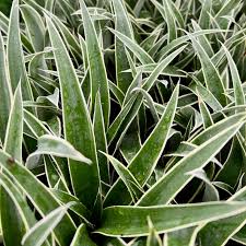 Variegated Juicy Pineapple Starter Plant – Rare Tropical Fruit Plant for Pots or Gardens
