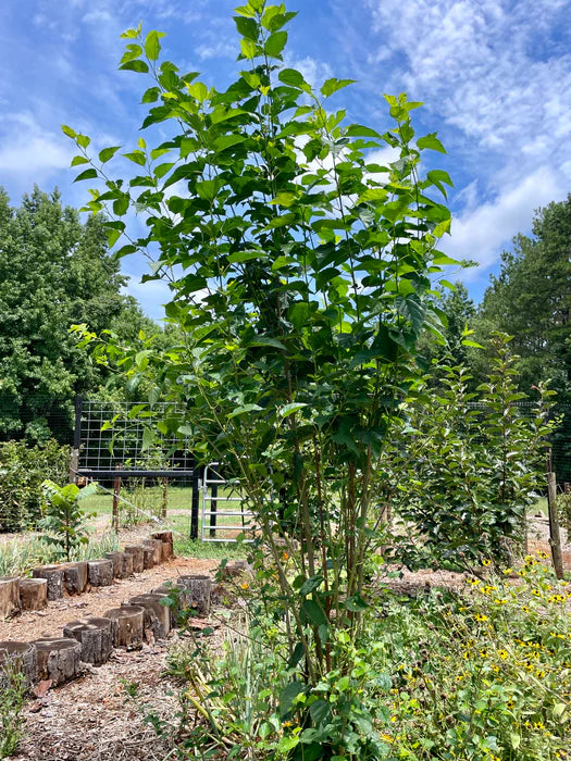 Dwarf Everbearing Mulberry Starter Plant