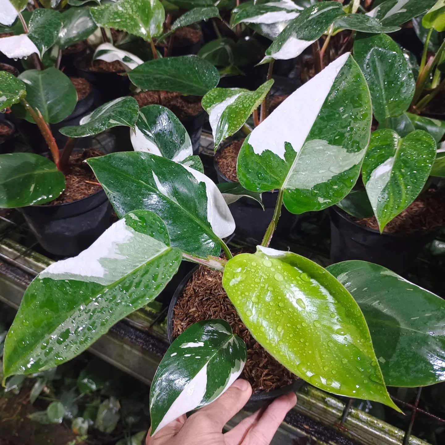Philodendron White Knight Starter Plant – Rare Variegated Aroid, Live Houseplant, Indoor Tropical Plant, Rooted (No Pot)