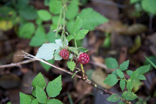 2- Pack Boysenberry Starter Plant – Sweet, Thornless Berry Vine for Gardens & Containers