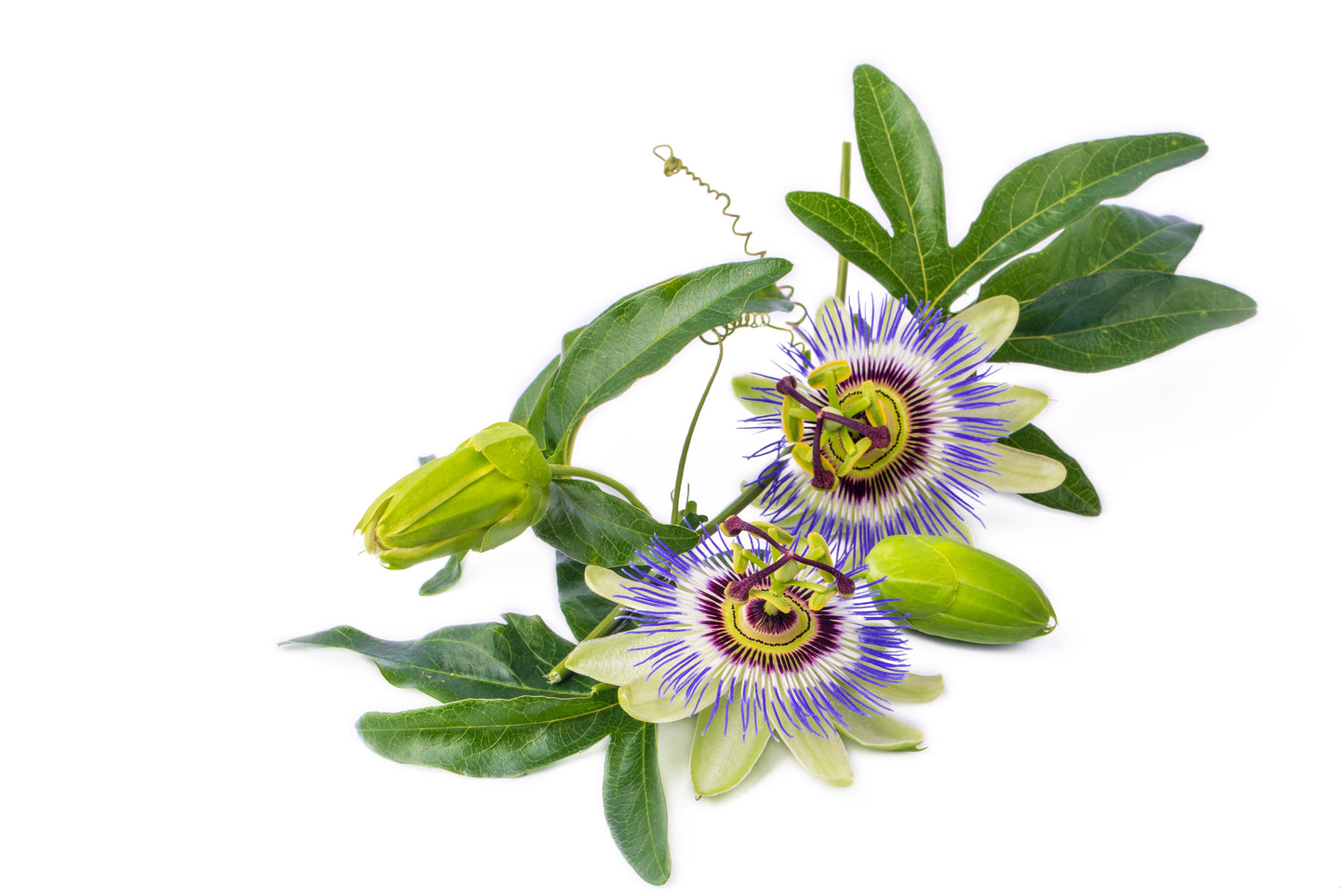 2-Pack Passiflora Maypop Vine Starter Plant – Native Passionflower Plant | Cold-Hardy Pollinator-Friendly Perennial