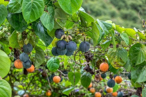 2-Pack Sweet Granadilla (Passiflora ligularis) Starter Plant – Tropical Passionfruit Vine with Sweet, Aromatic Pulp