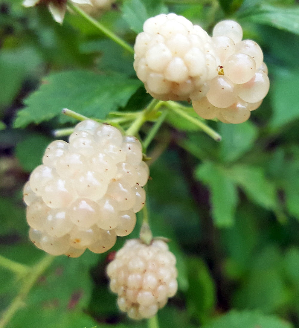2- Pack Snowbank White Blackberry Starter Plant – Thornless, Rare Berry Vine for Gardens & Containers