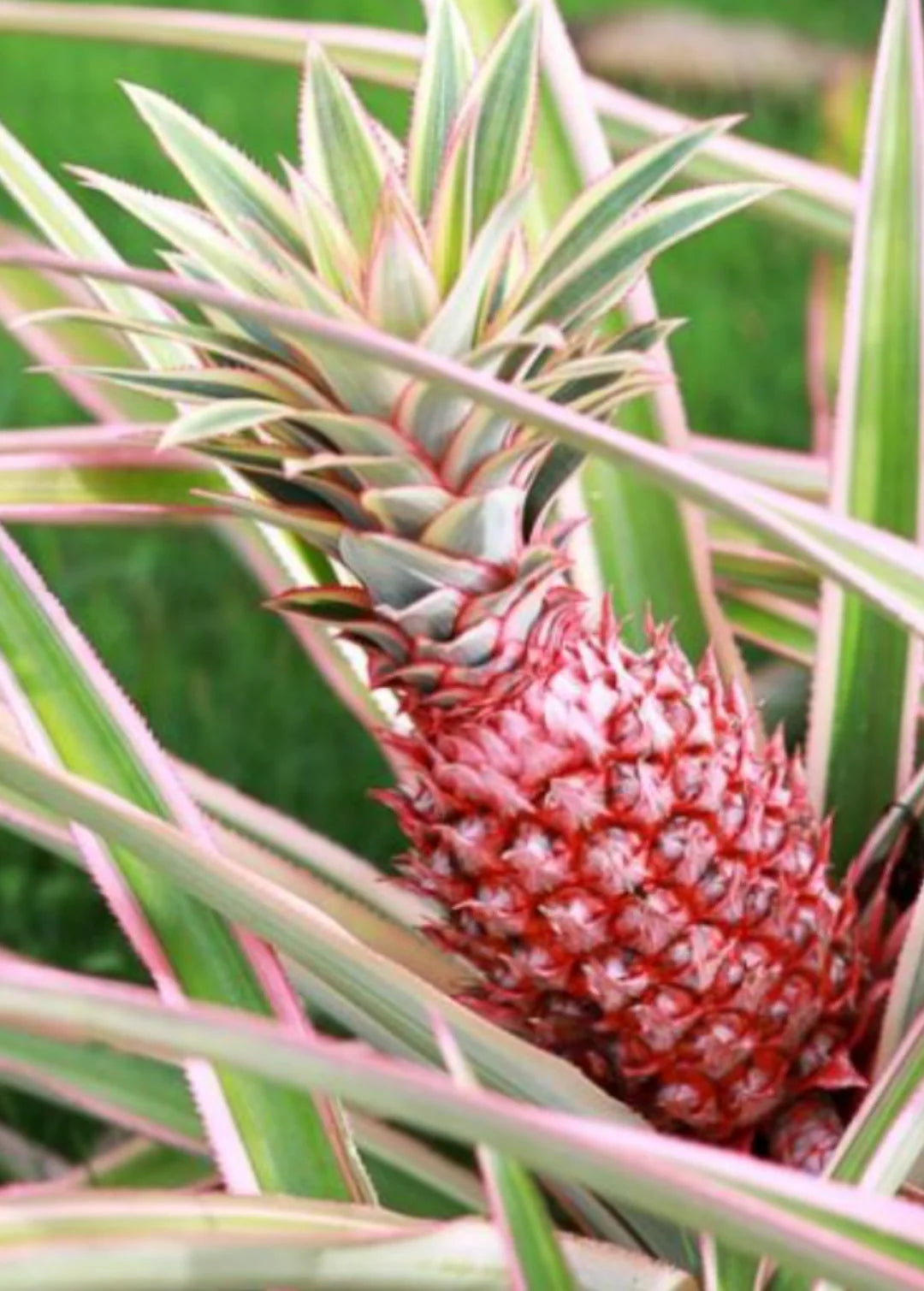 Variegated Juicy Pineapple Starter Plant – Rare Tropical Fruit Plant for Pots or Gardens