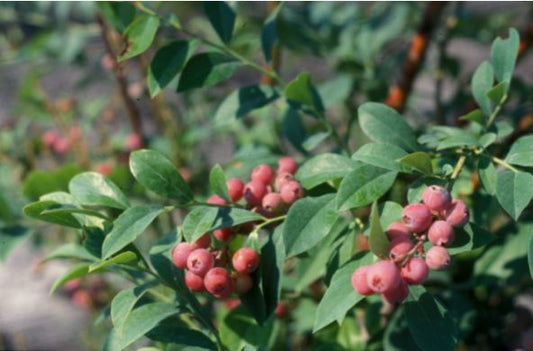 2- Pack Pink Lemonade Blueberry Starter Plant – Unique Pink Fruit Bush for Containers & Home Gardens