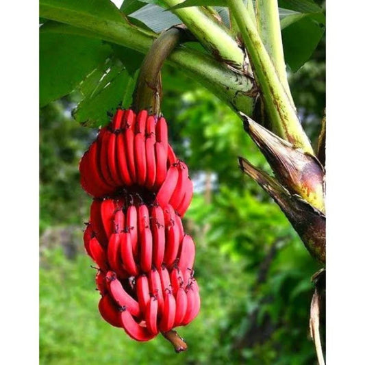 Red Dacca Banana Tree (Musa) – Rare Sweet Red Banana for Tropical & Edible Gardens 'Red Cuban' - Starter Plant
