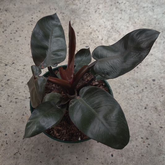 Philodendron Black Cardinal – Live Starter Plant, Rare Aroid, Dark Foliage Houseplant, Indoor Tropical Plant (No Pot)