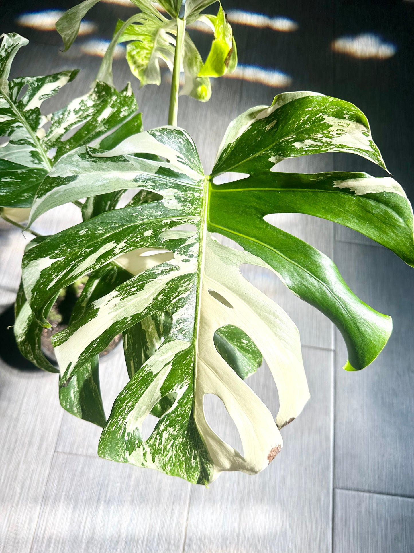Monstera Albo