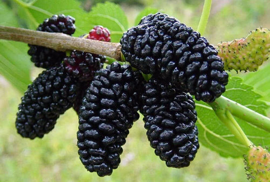 Dwarf Everbearing Mulberry Starter Plant