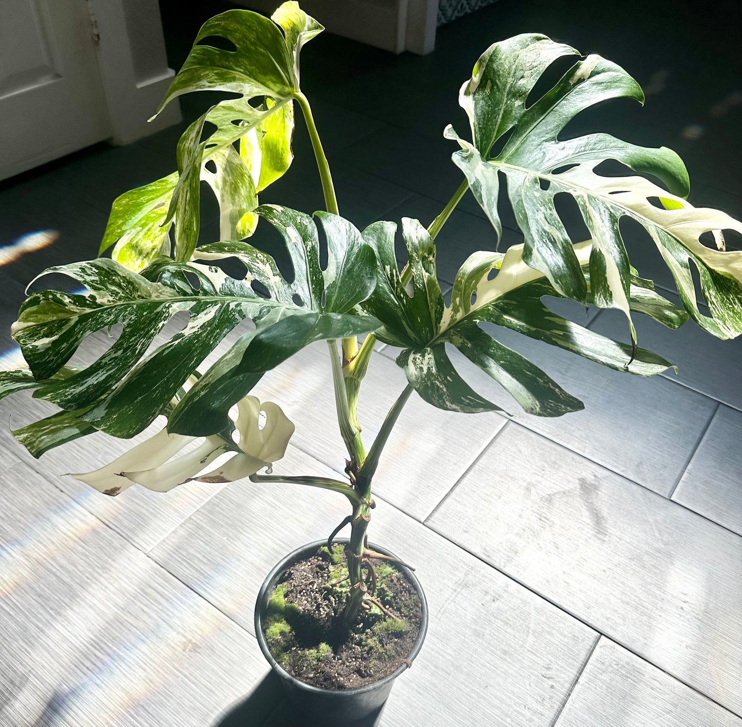 Monstera Albo
