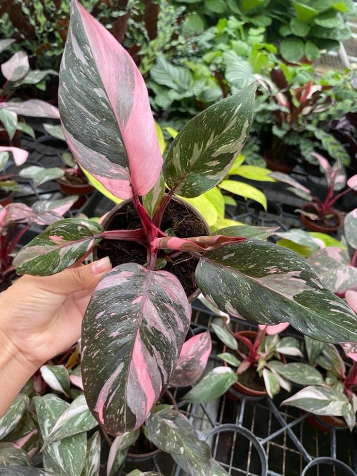 Philodendron Pink Princess Marble – Rare Variegated Aroid Starter Plant, Live Indoor Tropical Plant (No Pot)