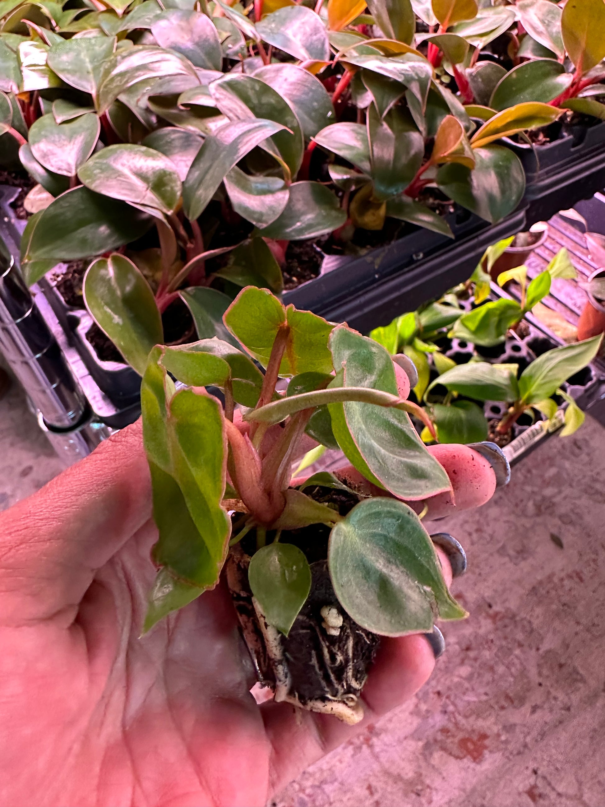 philodendron billietiae croat Philodendron Billietiae Croat – Rare Aroid Starter Plant, Tropical Ind – Byrd and Root