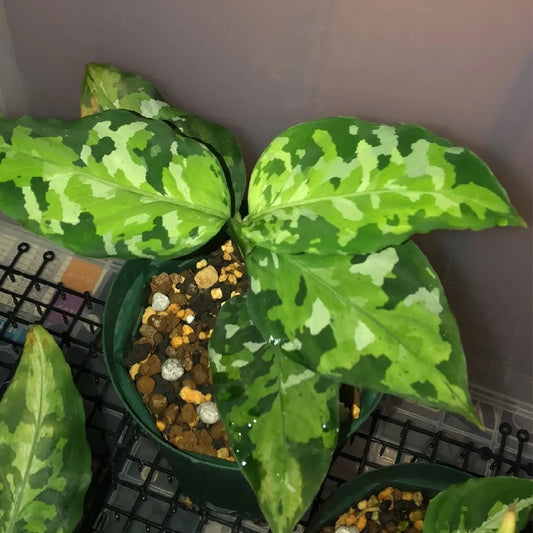 Aglaonema Pictum Tricolor - RARE - Variegated Houseplant - Collector - Camouflage - STARTER PLANT