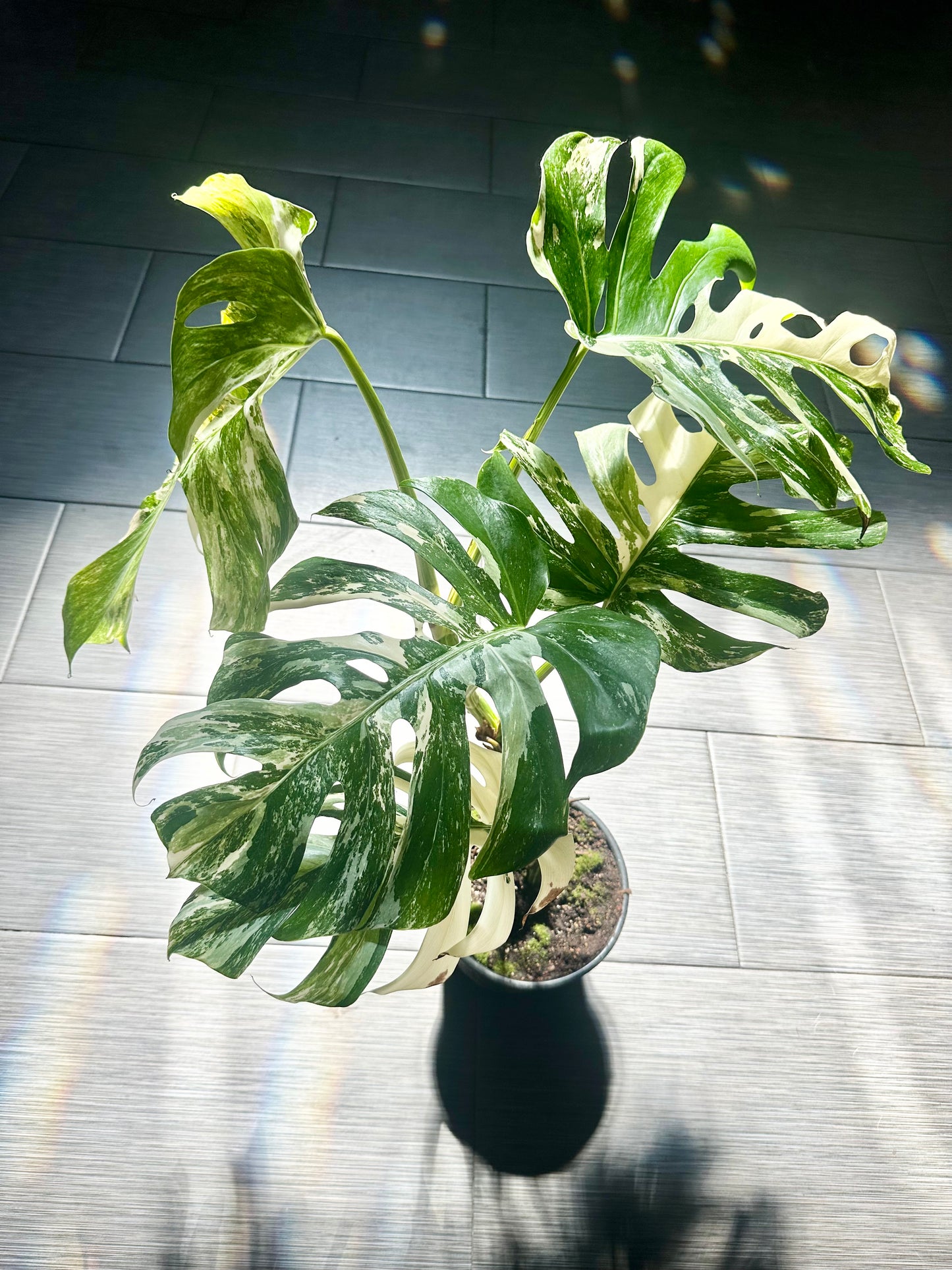 Monstera Albo