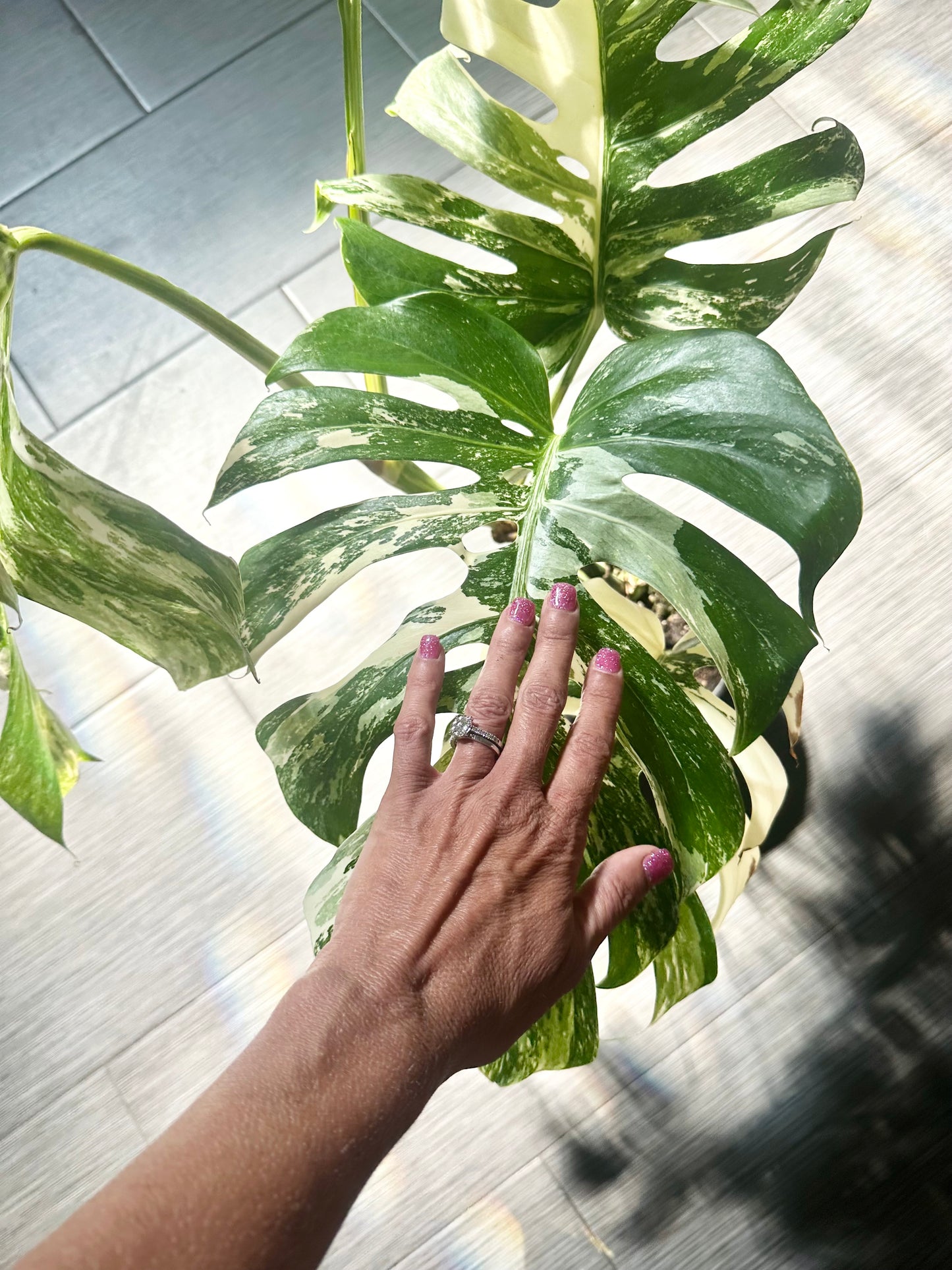 Monstera Albo