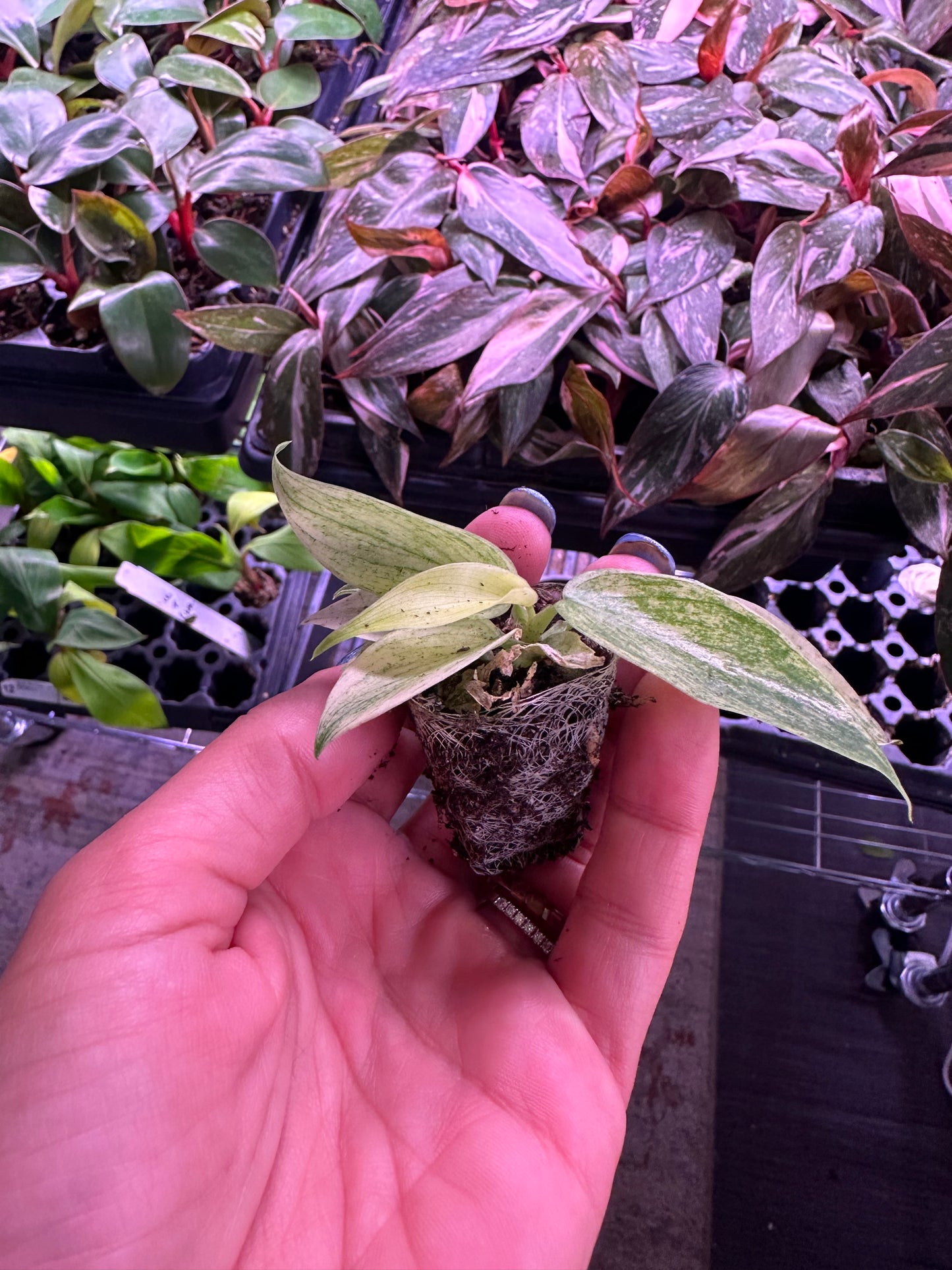 Philodendron Florida Ghost – Rare Variegated Aroid Starter Plant, Live Indoor Tropical Plant (No Pot)