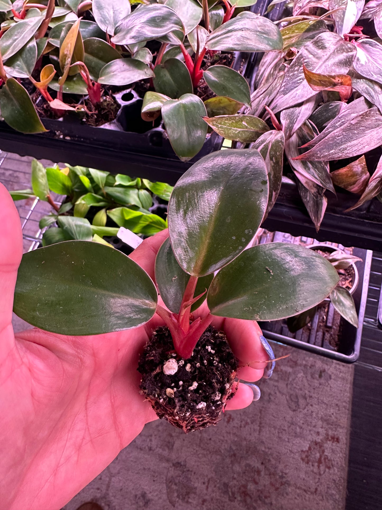 Philodendron Black Cardinal – Live Starter Plant, Rare Aroid, Dark Foliage Houseplant, Indoor Tropical Plant (No Pot)
