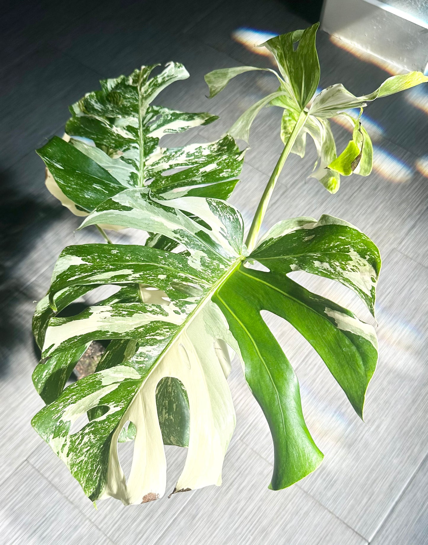 Monstera Albo