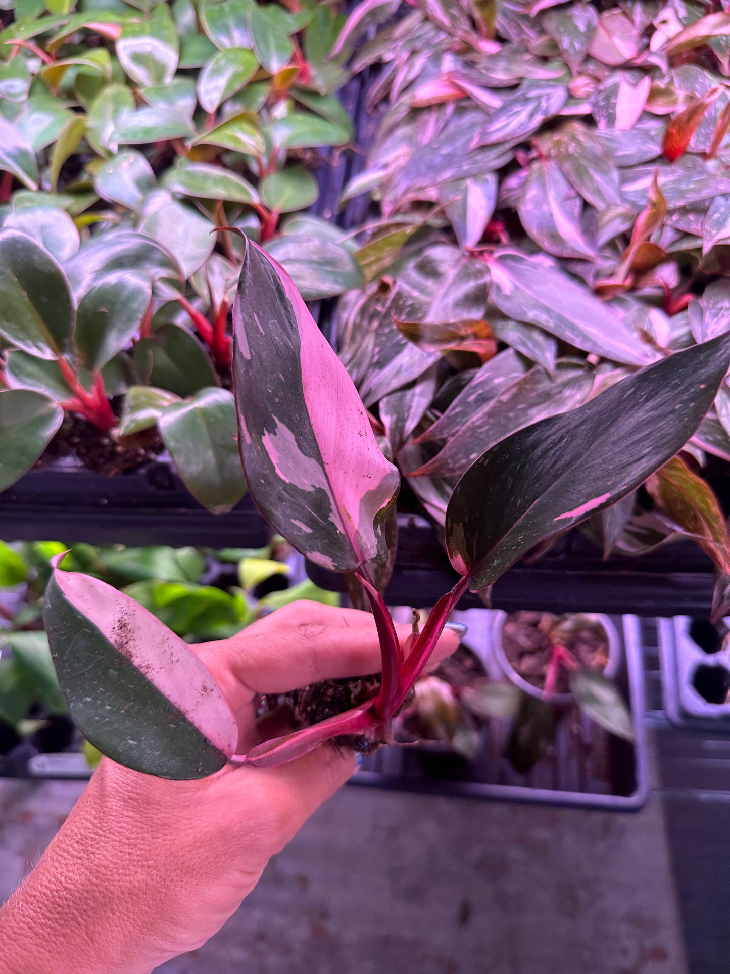 Philodendron Pink Princess Marble – Rare Variegated Aroid Starter Plant, Live Indoor Tropical Plant (No Pot)