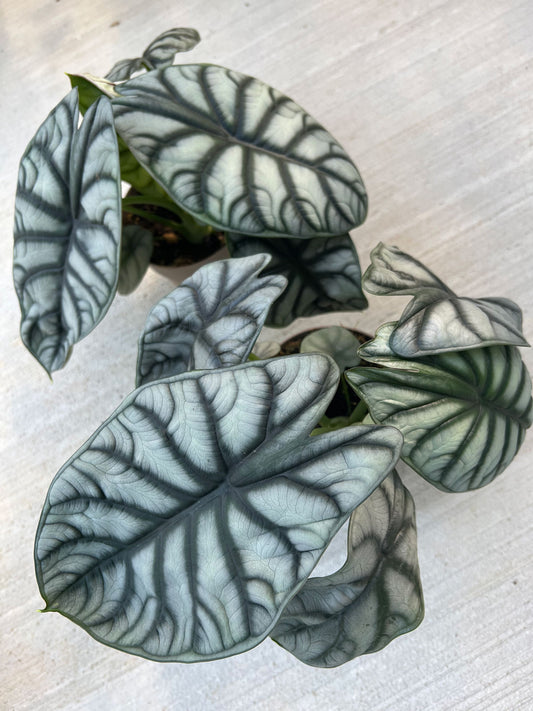 Alocasia Silver Dragon – Rare Aroid Starter Plant, Metallic Foliage Houseplant, Live Indoor Plant (No Pot)