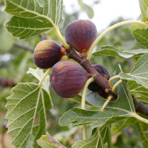 Chicago Hardy Fig Starter Plant – Cold Hardy Edible Fig Tree for Containers or Gardens