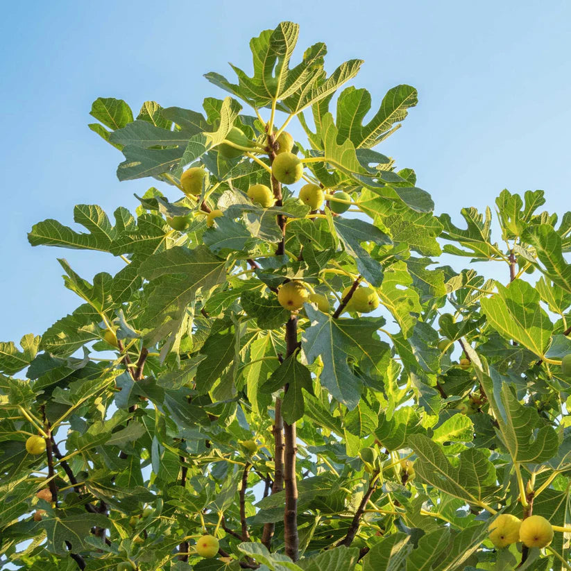 Chicago Hardy Fig Starter Plant – Cold Hardy Edible Fig Tree for Containers or Gardens