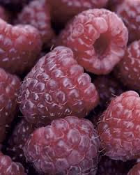 2-Pack Glencoe Raspberry Starter Plants – Thornless, Sweet Purple Raspberries for Home Garden