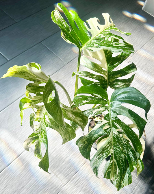Monstera Albo