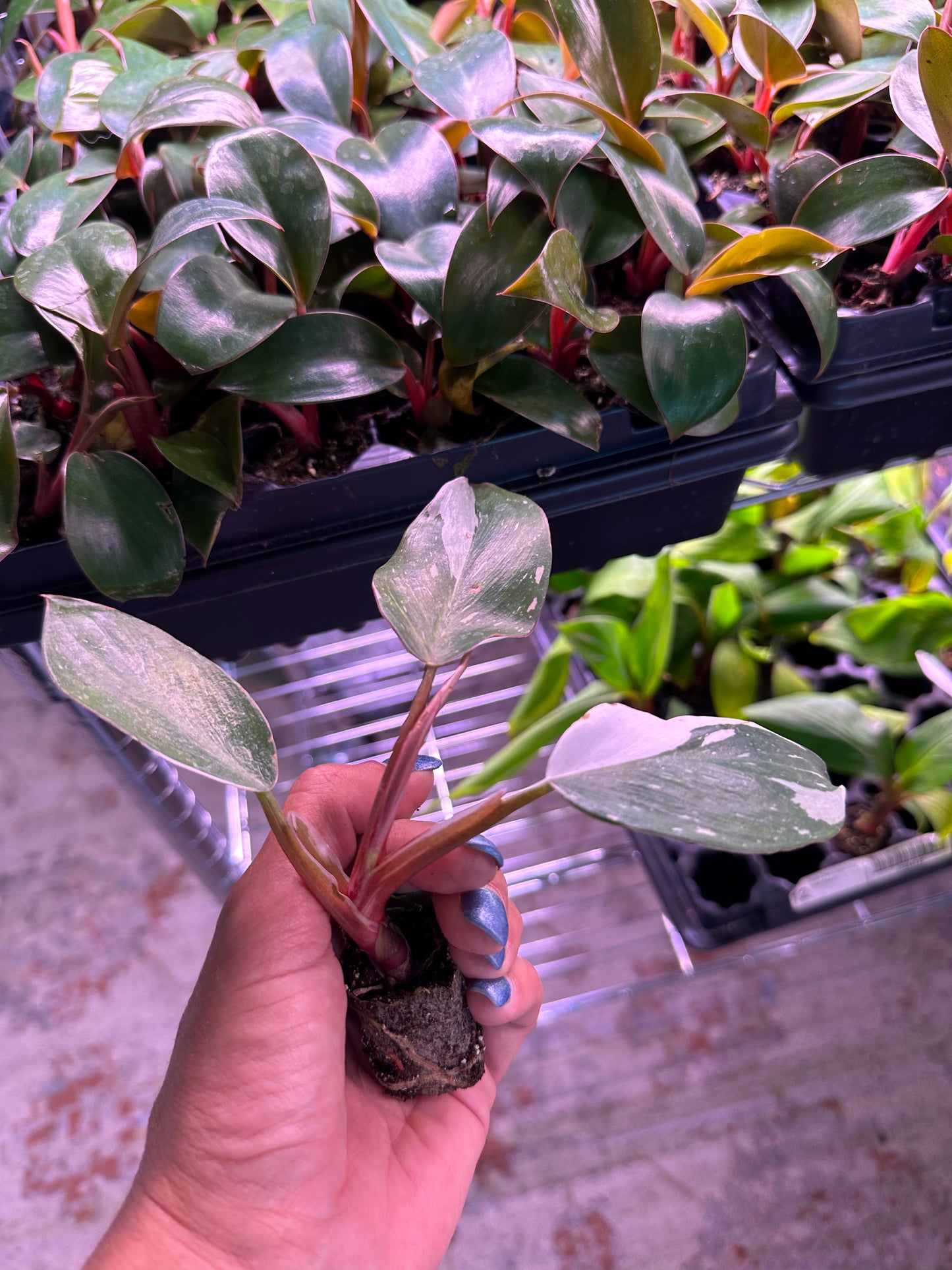 Philodendron White Knight Starter Plant – Rare Variegated Aroid, Live Houseplant, Indoor Tropical Plant, Rooted (No Pot)