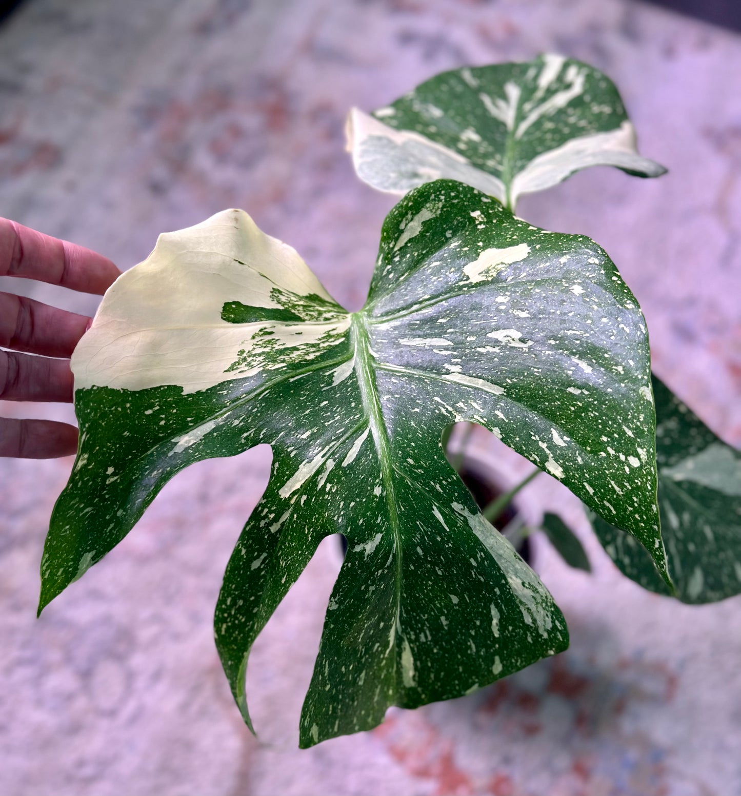 LIMITED QUANTITY - Thai Constellation Monstera in 6” Decorative Pot – Rare Variegated Houseplant