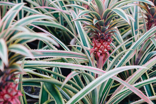 Variegated Juicy Pineapple Starter Plant – Rare Tropical Fruit Plant for Pots or Gardens