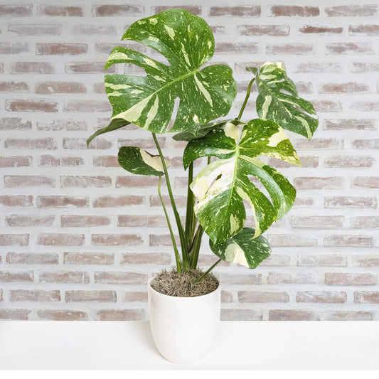 LIMITED QUANTITY - Thai Constellation Monstera in 6” Decorative Pot – Rare Variegated Houseplant