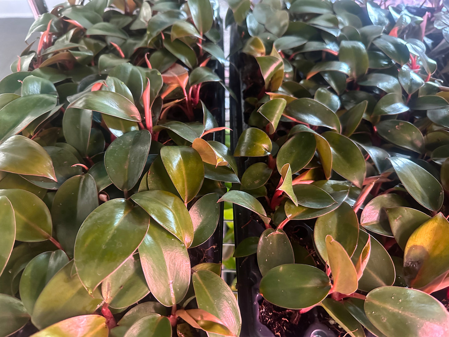 Philodendron Black Cardinal – Live Starter Plant, Rare Aroid, Dark Foliage Houseplant, Indoor Tropical Plant (No Pot)