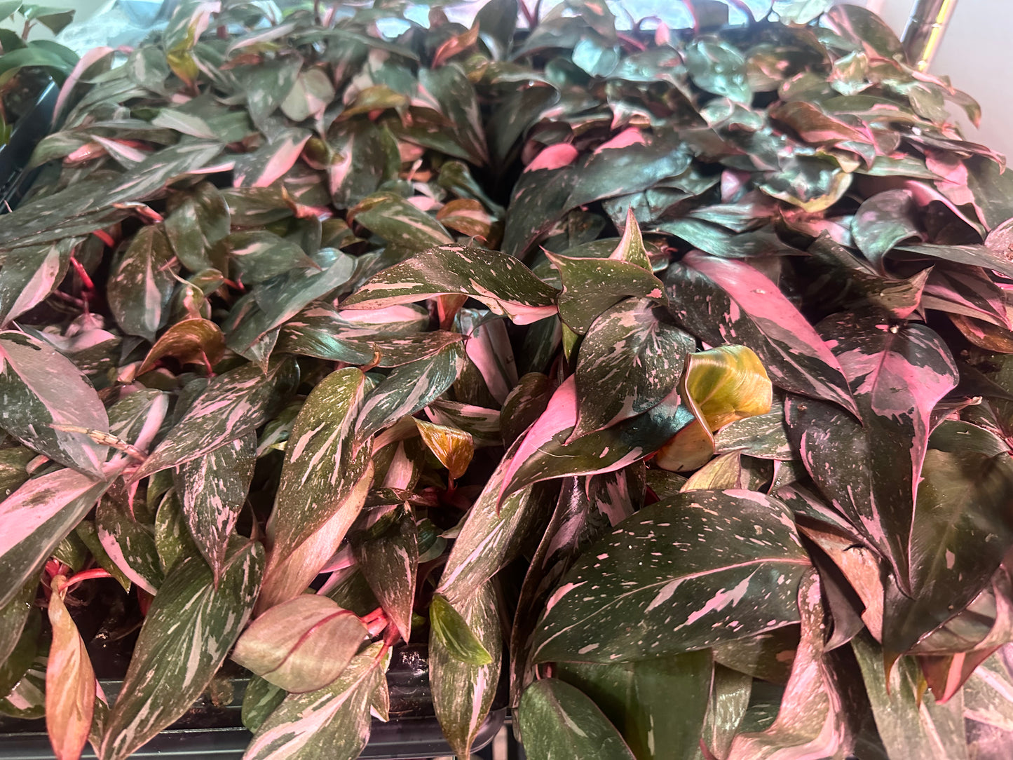 Philodendron Pink Princess Marble – Rare Variegated Aroid Starter Plant, Live Indoor Tropical Plant (No Pot)