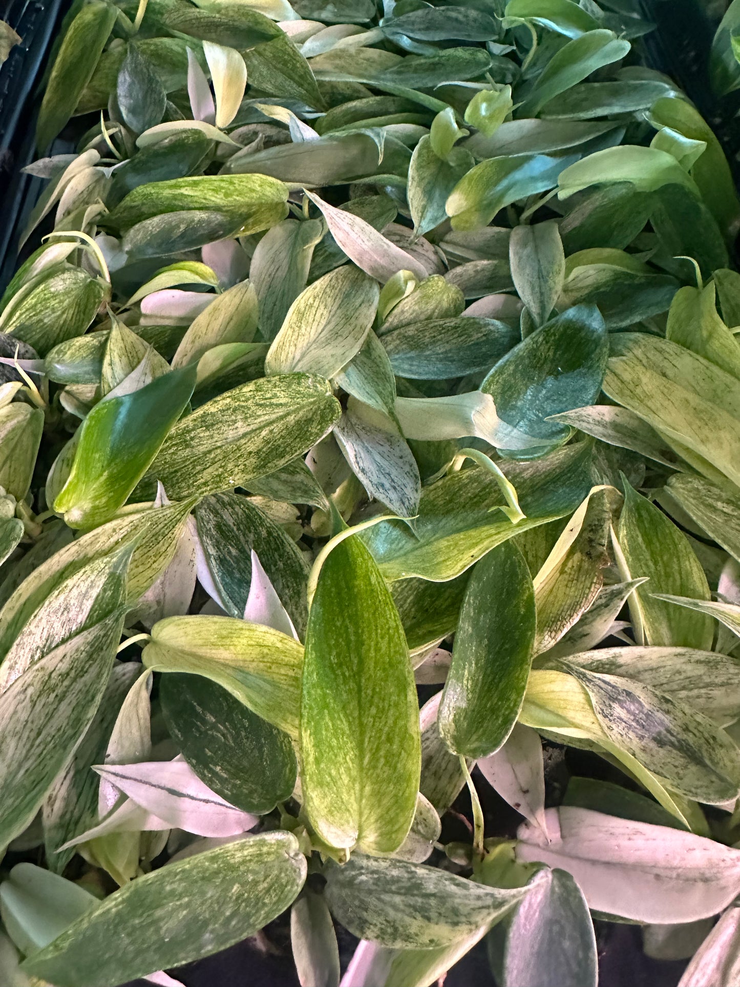 Philodendron Florida Ghost – Rare Variegated Aroid Starter Plant, Live Indoor Tropical Plant (No Pot)