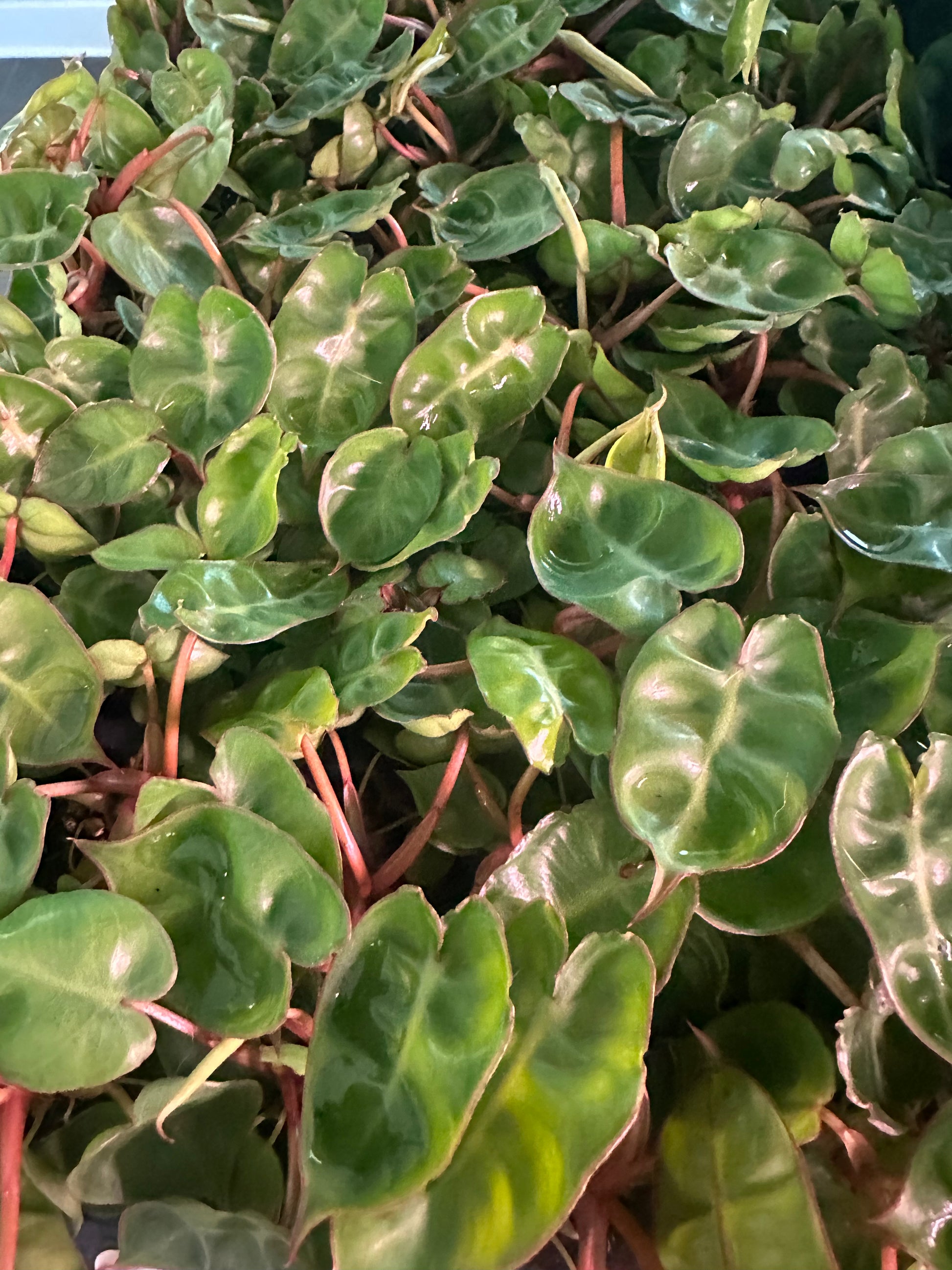 aroid society philodendron Philodendron Billietiae Croat – Rare Aroid Starter Plant, Tropical Ind – Byrd and Root