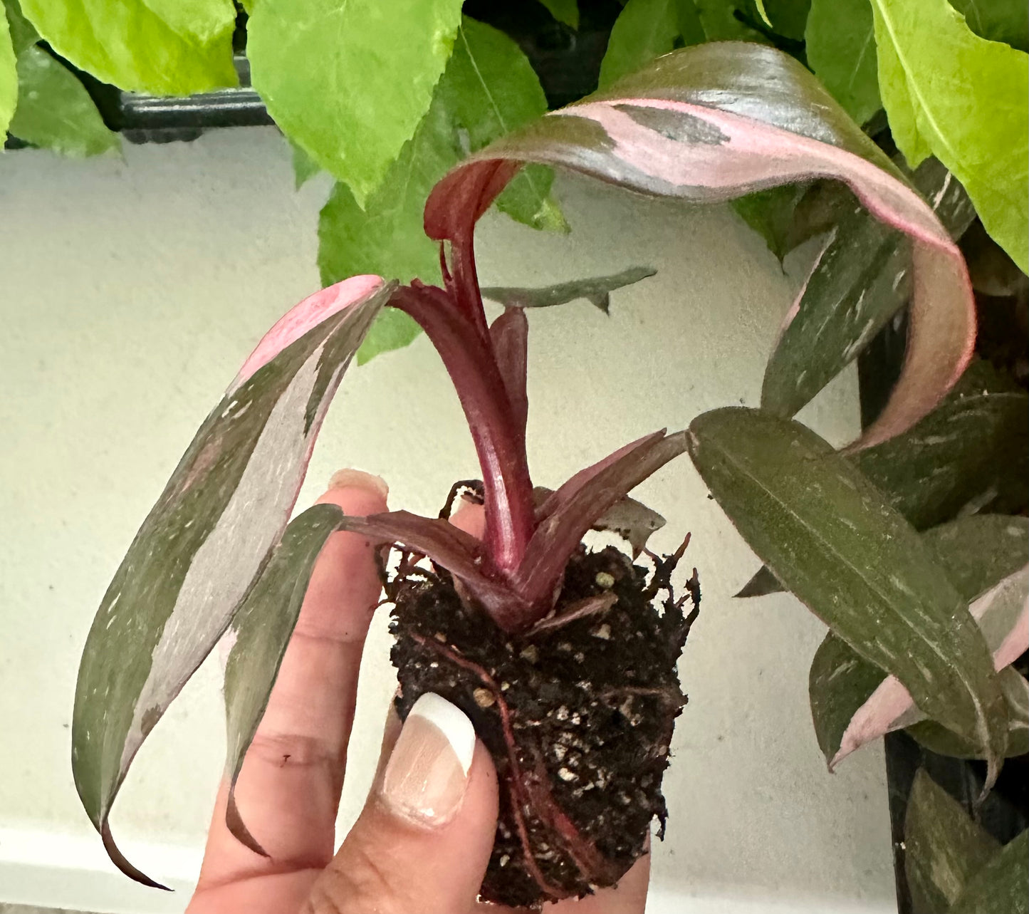 Cosmetically Blemished Pink Princess Philodendron in 4” Pot- RARE - Low Maintenance, Houseplant, Indoors, Outdoors, Can be grown anywhere