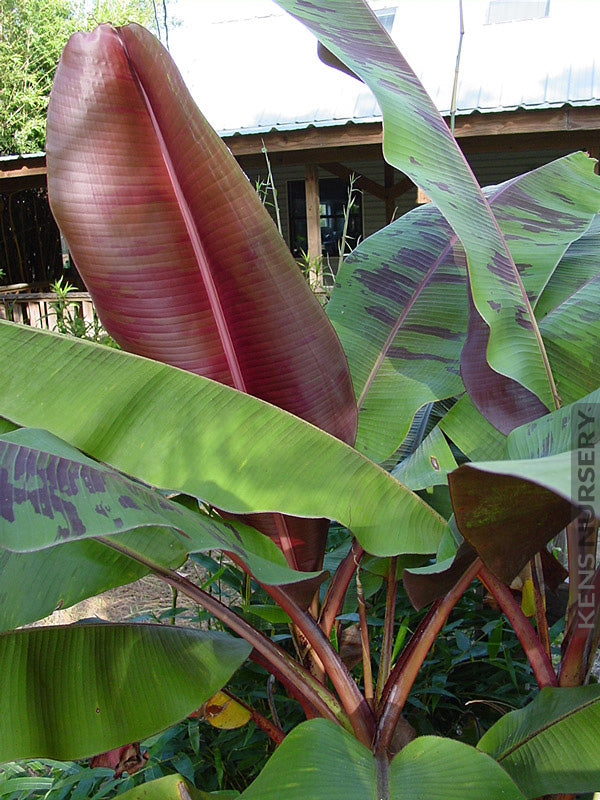 Bordelon Banana Plant (Musa) – Rare Red-Purple Ornamental Banana Tree for Edible & Tropical Gardens - Starter Plant